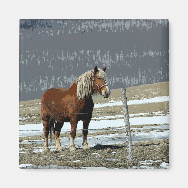 Belgian Draught Horse In Paddock Magnet (Front)