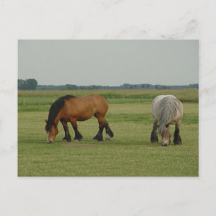Belgian Draught   Horse-one grey, one brown Postcard