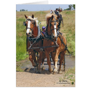 Belgian Draught Horses