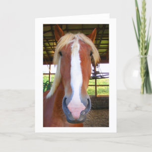 Belgian Greeting Cards