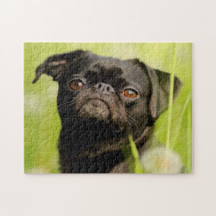 Belgian Griffon Dog. Jigsaw Puzzle