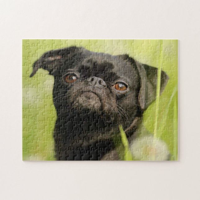 Belgian Griffon Dog. Jigsaw Puzzle (Horizontal)