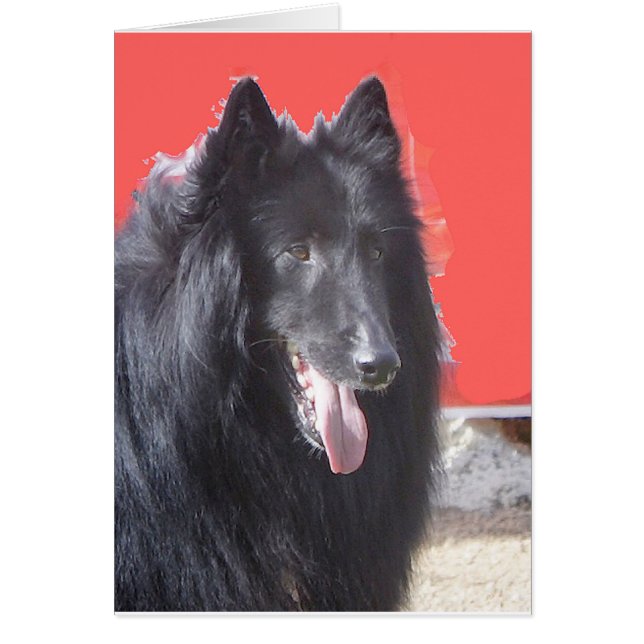 Belgian  Groenendael (Front)