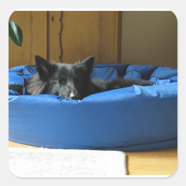 Belgian Groenendael in bed Square Sticker (Front)