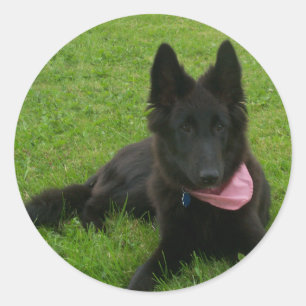 Belgian Groenendael_puppy Classic Round Sticker