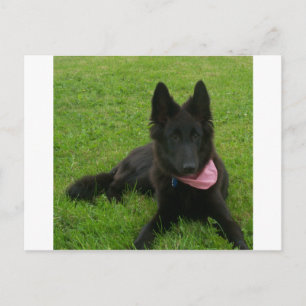 Belgian Groenendael_puppy Postcard