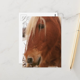 Belgian Horse Gelding Postcard