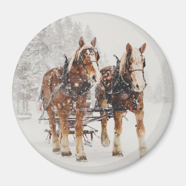 Belgian Horse Team Wintery Christmas Scene Magnet (Front)