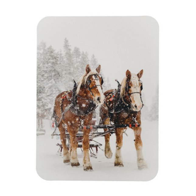 Belgian Horse Team Wintery Christmas Scene Magnet (Vertical)