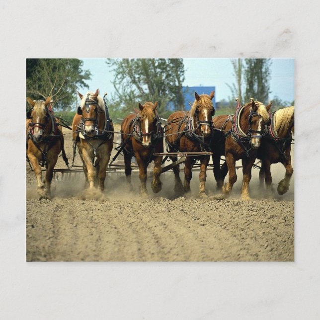 Belgian horses ploughing, six-up, Red Top Farm, Ca Postcard (Front)