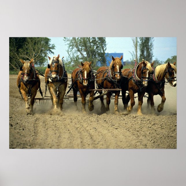Belgian horses ploughing, six-up, Red Top Farm, Ca Poster (Front)