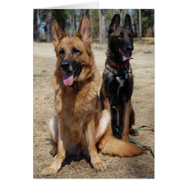 Belgian Malinois and German Shepherd (Front)