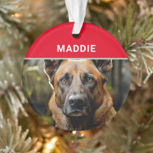 Belgian Malinois Dog's Name and Photo Christmas Ornament