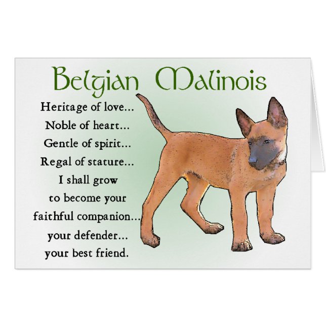 Belgian Malinois Gifts (Front Horizontal)
