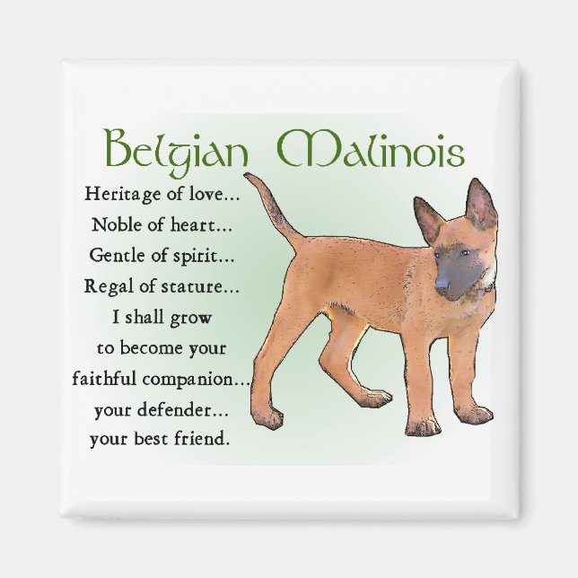 Belgian Malinois Gifts Magnet (Front)