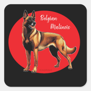 Belgian Malinois graphic Square Sticker