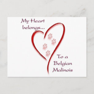 Belgian Malinois Heart Belongs Postcard