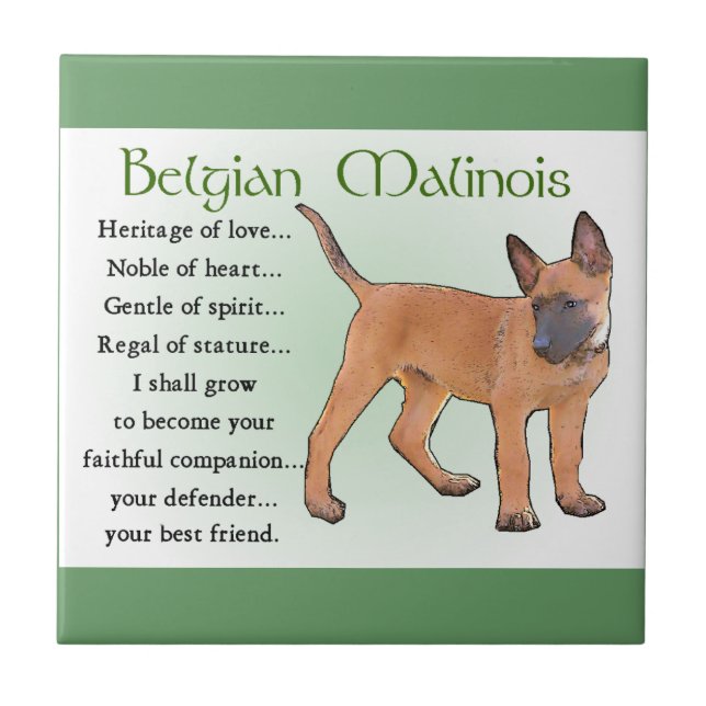Belgian Malinois Heritage of Love Ceramic Tile (Front)