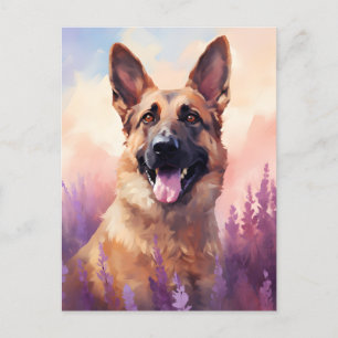 Belgian Malinois in Lavender field Postcard