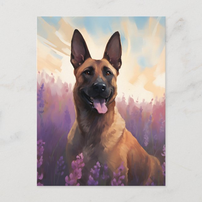 Belgian Malinois in Lavender field Postcard (Front)