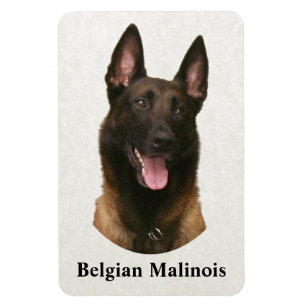belgian malinois magnet