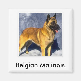 Belgian Malinois Magnet