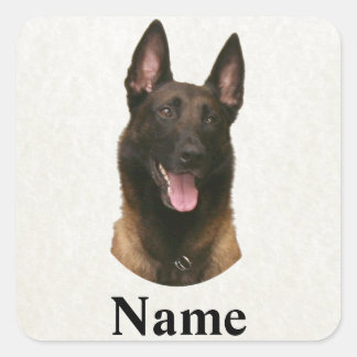 belgian malinois name square sticker
