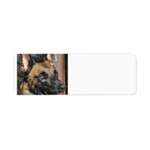 belgian malinois.png return address label