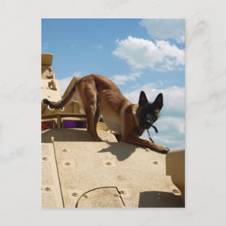 Belgian Malinois Postcard