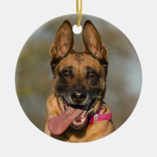 Belgian Malinois Puppy Dog Ceramic Ornament (Front)