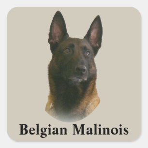 belgian malinois square sticker