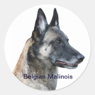 Belgian Malinois Sticker