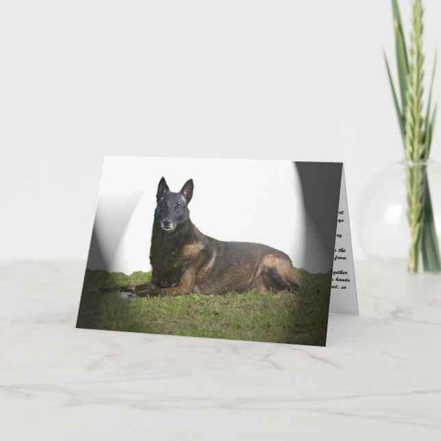 Belgian Malinois Sympathy Card (Front)