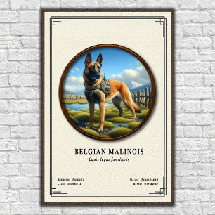 Belgian Malinois Zoology Series Poster