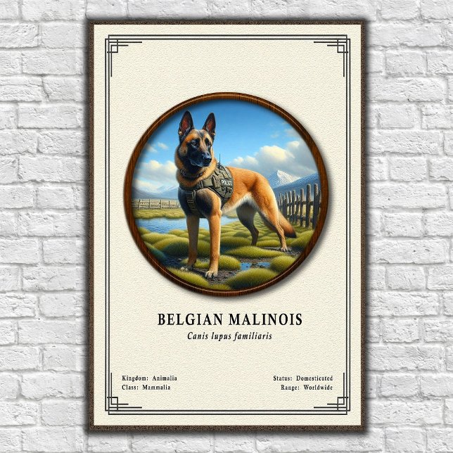 Belgian Malinois Zoology Series Poster (Creator Uploaded)