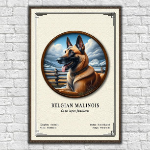 Belgian Malinois Zoology Series Poster