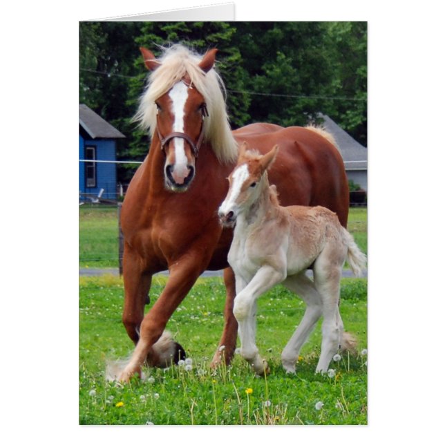 belgian Mare and Filly (Front)