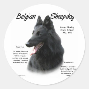 Belgian Sheepdog History; All About Sheepdogs Classic Round Sticker