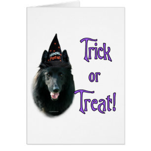Belgian Sheepdog Trick