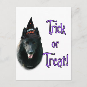 Belgian Sheepdog Trick Postcard