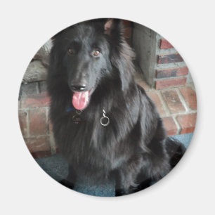 Belgian Shepherd aka "The Black Wolf" Magnet