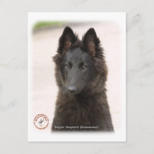 Belgian Shepherd Dog 9R096D-022 Postcard