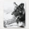 Belgian Shepherd Dog Black and White Mousepad