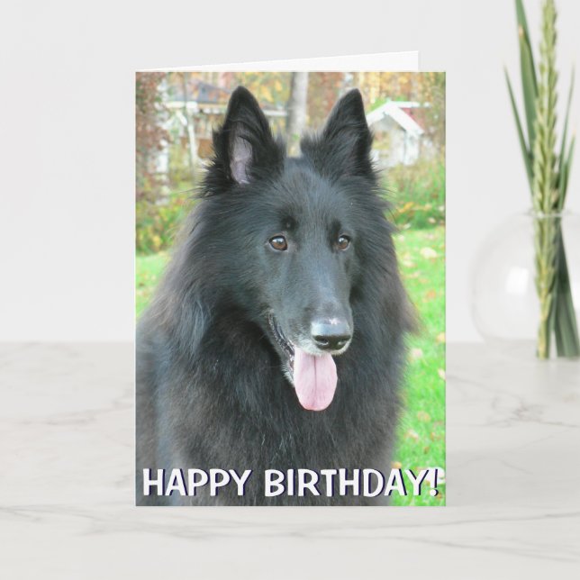 Belgian Shepherd Dog greetings card (Front)