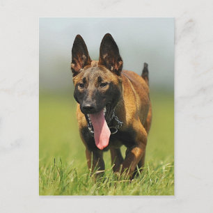 Belgian Shepherd Dog Postcard