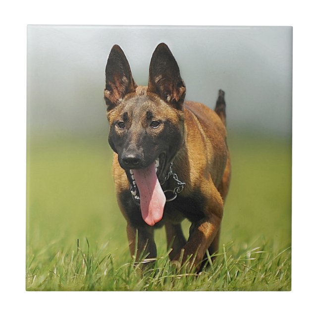 Belgian Shepherd Dog Tile (Front)