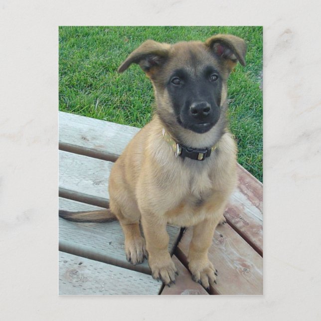 Belgian Shepherd Malinois Dog Postcard (Front)