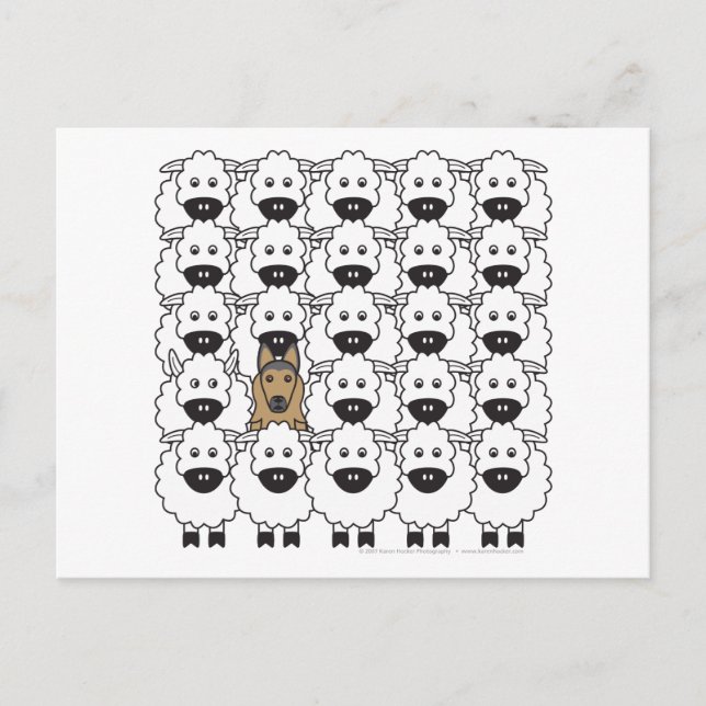 Belgian Tervuren in the Sheep Postcard (Front)