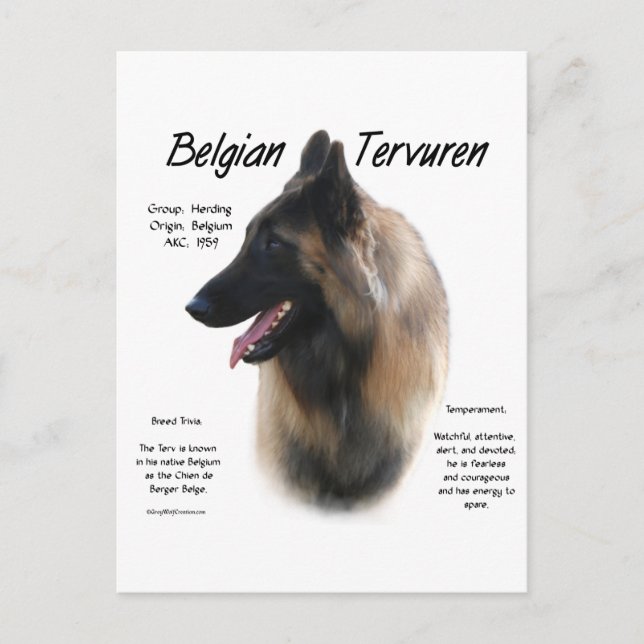 Belgian Tervuren Meet the Breed Postcard (Front)