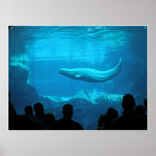 Belgian Whales III Poster
